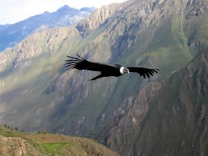 Condor i Colca Canyon