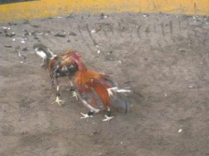 Hanekamp Hanekamp