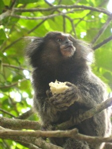 Ilha Grande Wildlife